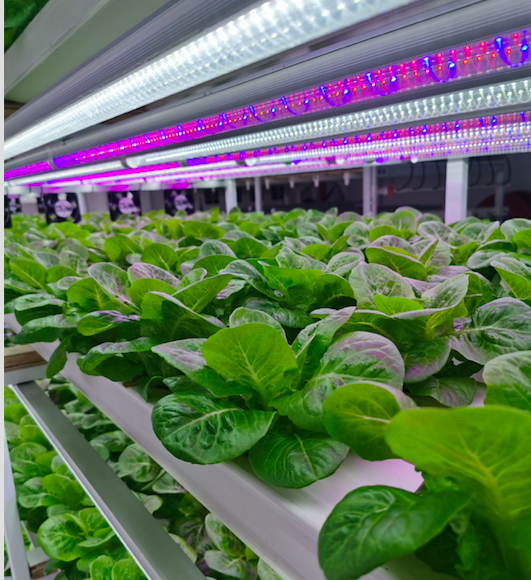 Common vertical farming mistakes beginners make with unhealthy plants
