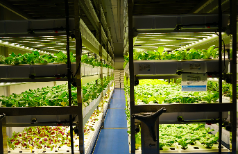 Complete plant growth cycle from seed to harvest in vertical farming Seed germination in rockwool cubes with humidity dome for vertical farm Healthy seedlings with first true leaves in vertical farming system Transplanting seedlings into NFT grow channels in vertical farm Crop growth stages comparison from seedling to maturation in vertical farm Harvesting mature leafy greens from vertical farm growing system Complete seed to harvest growth cycle infographic with EC and pH parameters by stage