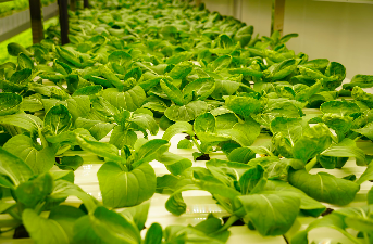 Small vertical farm setup in a converted garage or basement for beginners Vertical farm space selection infographic showing ideal size and environmental conditions Complete equipment checklist for starting a vertical farm including grow rack, LED lights, and meters Growth stages of lettuce in vertical farm from seed to harvest at day 3, 10, and 18 Freshly harvested leafy greens from a vertical farm ready for market or kitchen