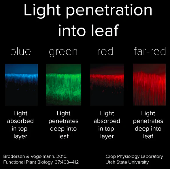 LED spectrum lighting on plants in vertical farm showing red blue and purple wavelengths Photosynthetically active radiation spectrum chart showing wavelengths 400 to 700 nanometers for plant growth Comparison of compact plant growth under blue light versus elongated growth under pure red light Red to blue ratio visual guide showing 3 to 1, 4 to 1, and 5 to 1 ratios for different crops