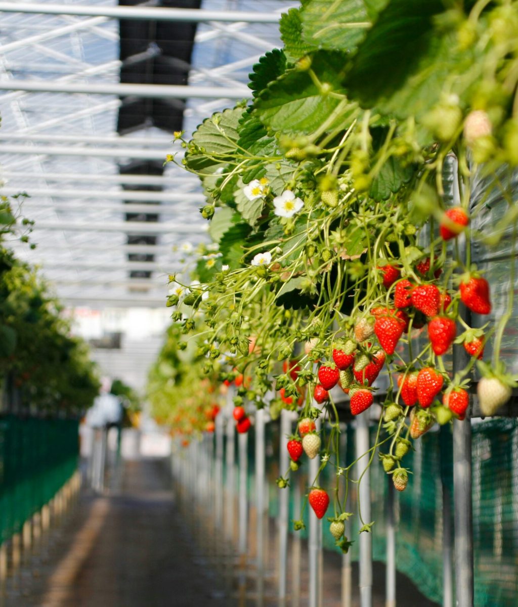 nao takabayashi tlzyjstoitg unsplash